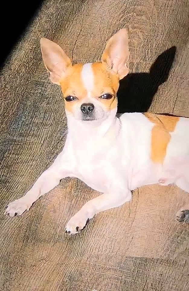 Bambi a rejoint le concours — aidez-le/la à gagner de superbes lots ! ancient_dog_breeds, canidae, carnivore, companion_dog, dog, dog_breed, ear, fawn, non_sporting_group, snout, sporting_group, tail, terrestrial_animal, terrier, toy_dog, working_animal