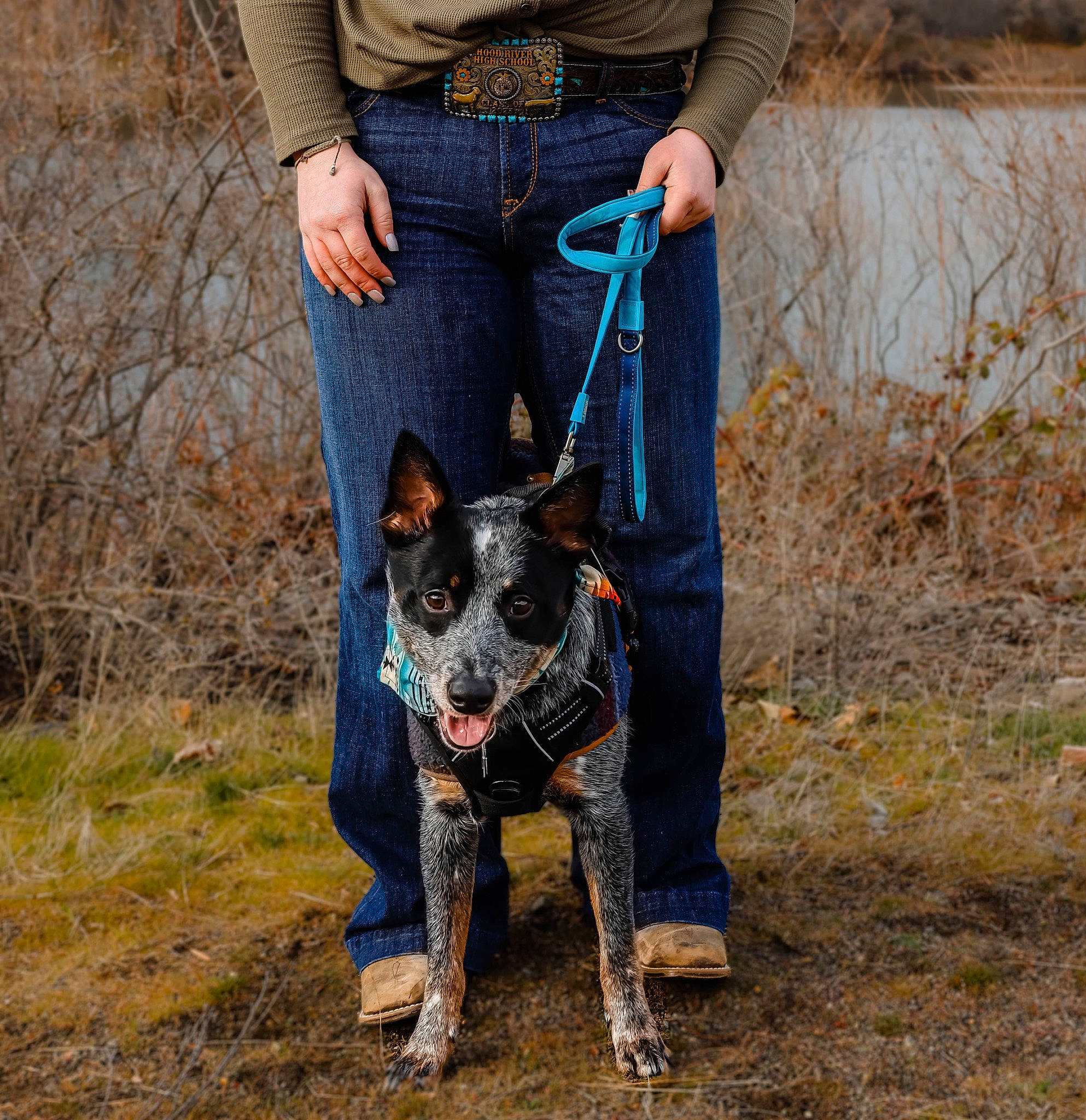 Goose joined the competition — help win amazing prizes! bag, canidae, carnivore, companion_dog, dog, dog_breed, electric_blue, fashion_accessory, fawn, grass, human_leg, jeans, leash, luggage_and_bags, plant, recreation, soil, sporting_group, walking, working_animal