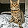Narla