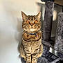 Narla joined the competition — help win amazing prizes! cat, tabby, orange_eyes, pet, feline, cat_tree, indoor, animal, fur, whiskers, collar, tag, perched, gray, soft_texture, sitting, curious, closeup, striped, domestic_cat