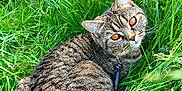 Narla joined the competition — help win amazing prizes! cat, tabby, grass, outdoor, pet, animal, feline, leash, greenery, nature, closeup, fur, eyes, resting, curious, whiskers, summer, daylight, portrait, cute