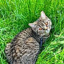 cat, tabby, grass, outdoor, pet, animal, feline, leash, greenery, nature, closeup, fur, eyes, resting, curious, whiskers, summer, daylight, portrait, cute