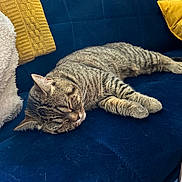 Narla joined the competition — help win amazing prizes! cat, tabby_cat, sleeping, couch, blue_couch, yellow_blanket, yellow_pillow, indoor, pet, feline, resting, cozy, fur, whiskers, relaxation, home, domestic_animal, closeup, soft_texture, quiet