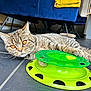 Narla is registered to the contest to win money with this photo: cat, tabby_cat, orange_eyes, toy, green_toy, floor, tile_floor, furniture, blue_couch, yellow_blanket, indoor, pet, animal, paw, relaxed, cute, domestic_cat, striped_fur, playful, closeup
