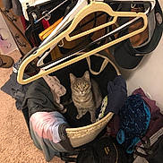 Juice is registered to the contest to win money with this photo: cat, gray_tabby, laundry_basket, clothes, hanger, indoor, carpet, bag, pile, fabric, curious, pet, domestic_animal, yellow_eyes, looking_up, room, storage, casual, household, cozy