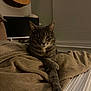 cat, gray_tabby, blanket, indoor, cozy, feline, paw, relaxed, bed, furniture, guitar, monitor, sleepy, pet, animal, striped, soft_texture, resting, living_room, domestic
