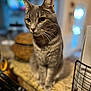 Juice is registered to the contest to win money with this photo: cat, gray_tabby, animal, pet, indoor, kitchen, countertop, feline, whiskers, ears, green_eyes, sitting, fur, domestic_cat, closeup, portrait, household, blurred_background, still_life, cute