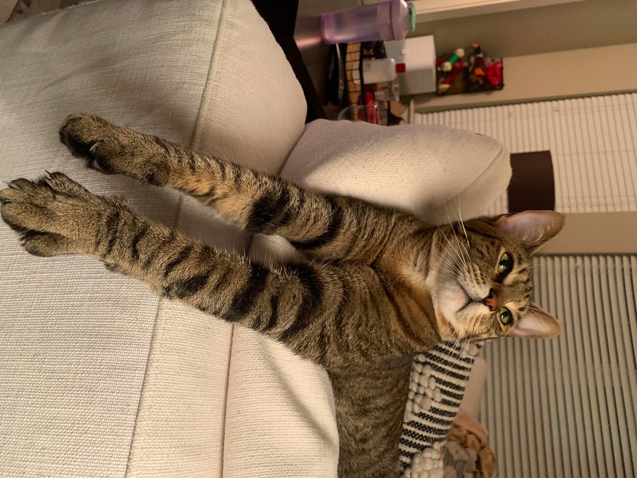 Obi is registered to the contest to win money with this photo: carnivore, cat, comfort, couch, domestic_short_haired_cat, fawn, felidae, flooring, fur, grey, human_leg, linens, pattern, picture_frame, small_to_medium_sized_cats, tail, terrestrial_animal, textile, whiskers, wood