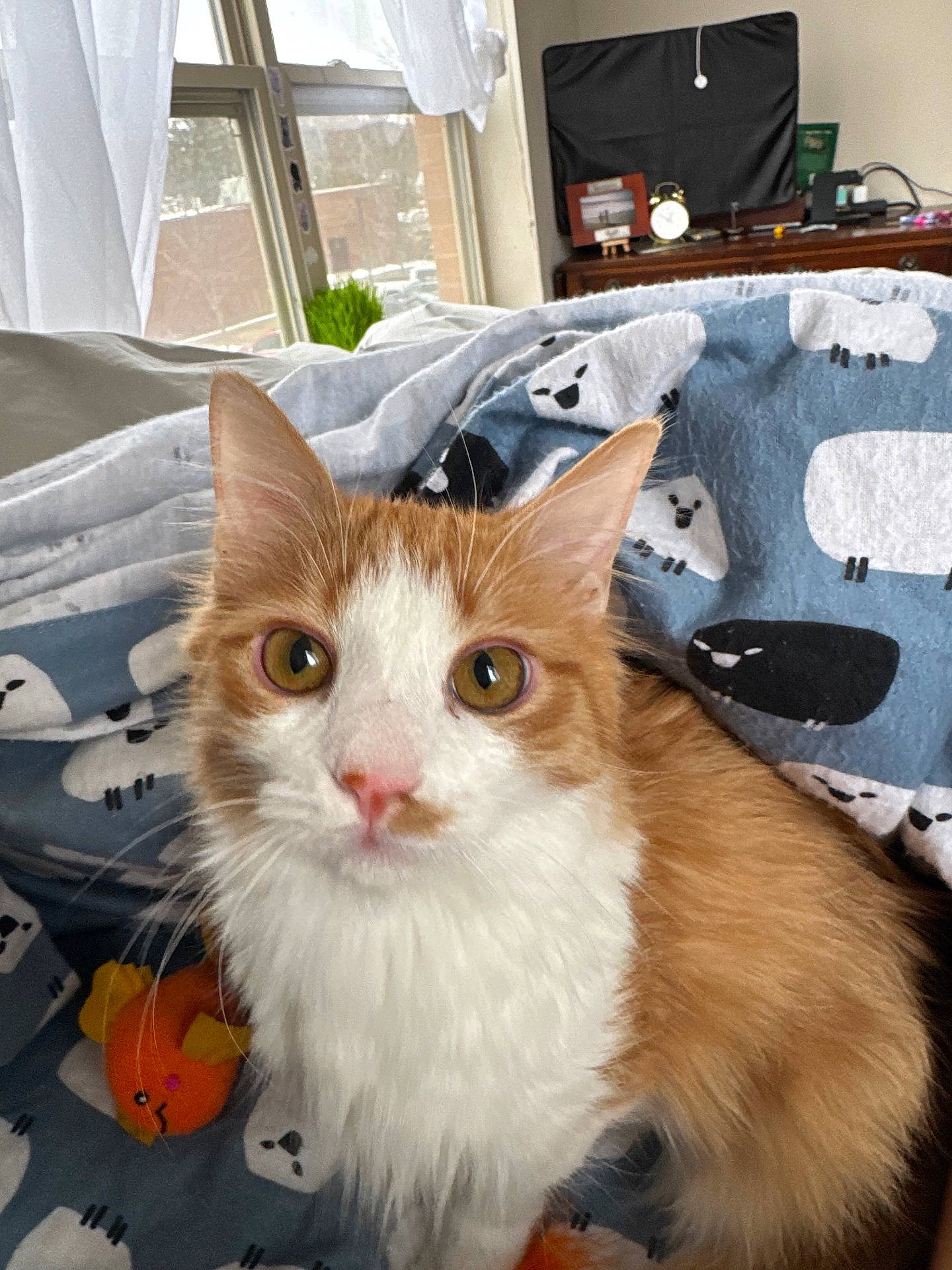 abyssinian, accessories, animal, bag, bed, bedroom, blanket, cat, couch, cushion, furniture, handbag, homedecor, indoors, kitten, laundry, manx, pet, quilt, room