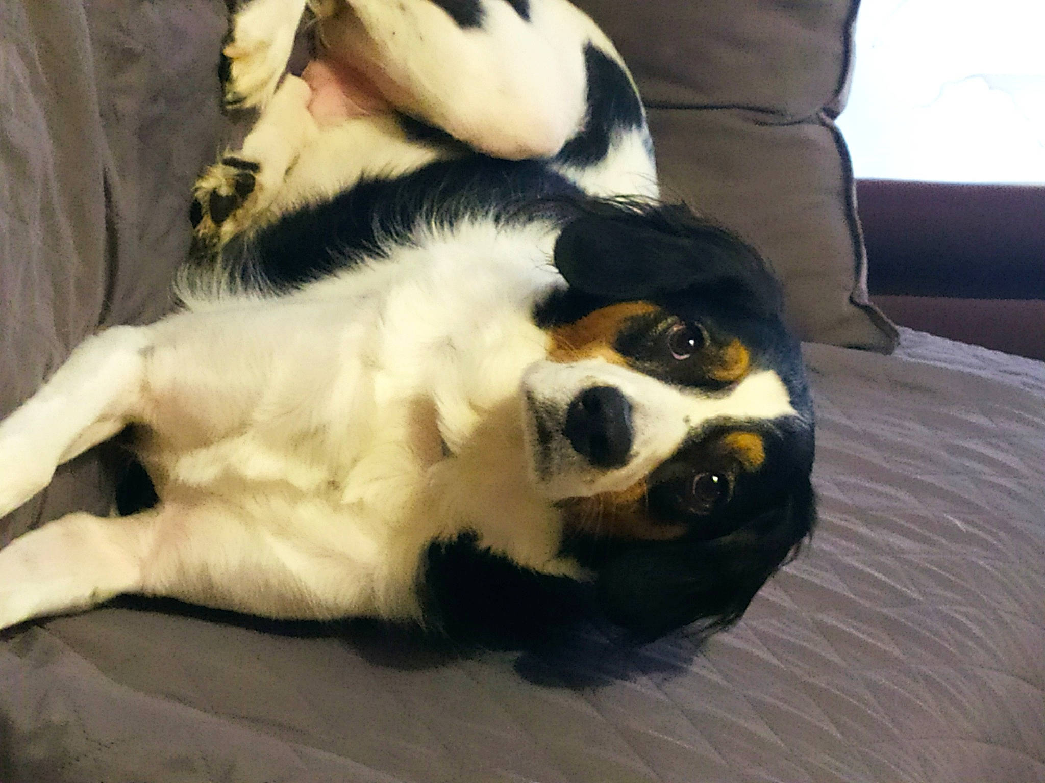 Nouna a rejoint le concours — aidez-le/la à gagner de superbes lots ! bored, canidae, carnivore, cavalier_king_charles_spaniel, claw, comfort, companion_dog, couch, dog, dog_breed, fur, landseer, lap, paw, small_to_medium_sized_cats, sporting_group, terrestrial_animal, toy_dog, whiskers, working_animal