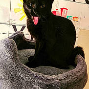 Bagheera is registered to the contest to win money with this photo: black_cat, cat, pet, tongue_out, feline, animal, cozy_bed, gray_bed, indoor, cute, playful, tongue, ears, fur, whiskers, sitting, background_art, childrens_drawings, letters, train