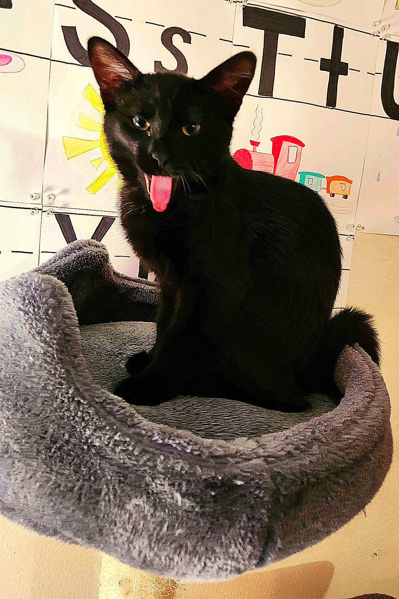 Bagheera is registered to the contest to win money with this photo: black_cat, cat, pet, tongue_out, feline, animal, cozy_bed, gray_bed, indoor, cute, playful, tongue, ears, fur, whiskers, sitting, background_art, childrens_drawings, letters, train