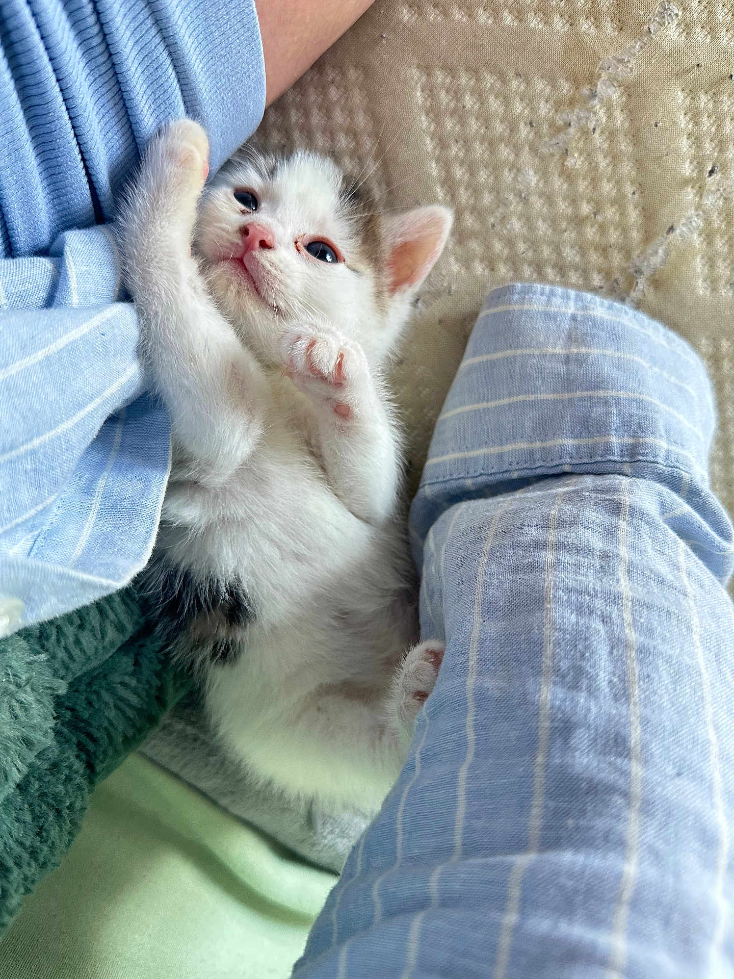 Lyo participe au concours pour gagner de l'argent avec cette photo : kitten, cat, baby_animal, cute, playful, furry, pet, animal, sleeping_area, blanket, fabric, blue_sleeves, small_paws, whiskers, indoor, cozy, resting, soft_texture, close_up, adorable