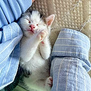 Lyo participe au concours pour gagner de l'argent avec cette photo : kitten, cat, sleeping, cute, furry, paw, pink_nose, white_fur, black_spots, cozy, blue_sleeves, fabric, resting, pet, animal, close_up, soft, tiny, snuggled, relaxed