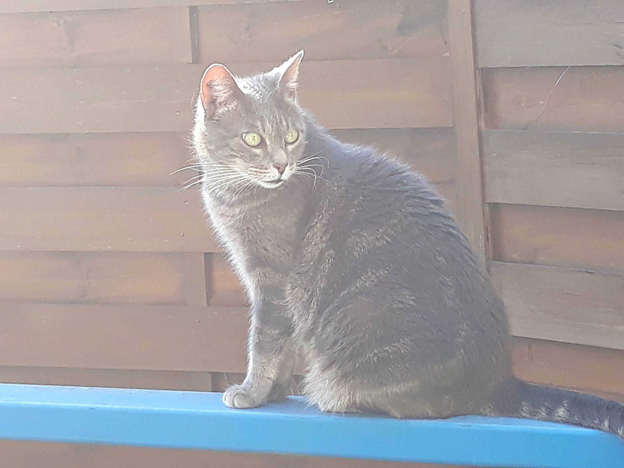 Idylle participe au concours pour gagner de l'argent avec cette photo : aegean_cat, american_wirehair, asian, british_shorthair, carnivore, cat, chartreux, domestic_short_haired_cat, european_shorthair, felidae, german_rex, mammal, ojos_azules, small_to_medium_sized_cats, tail, vertebrate, whiskers, window