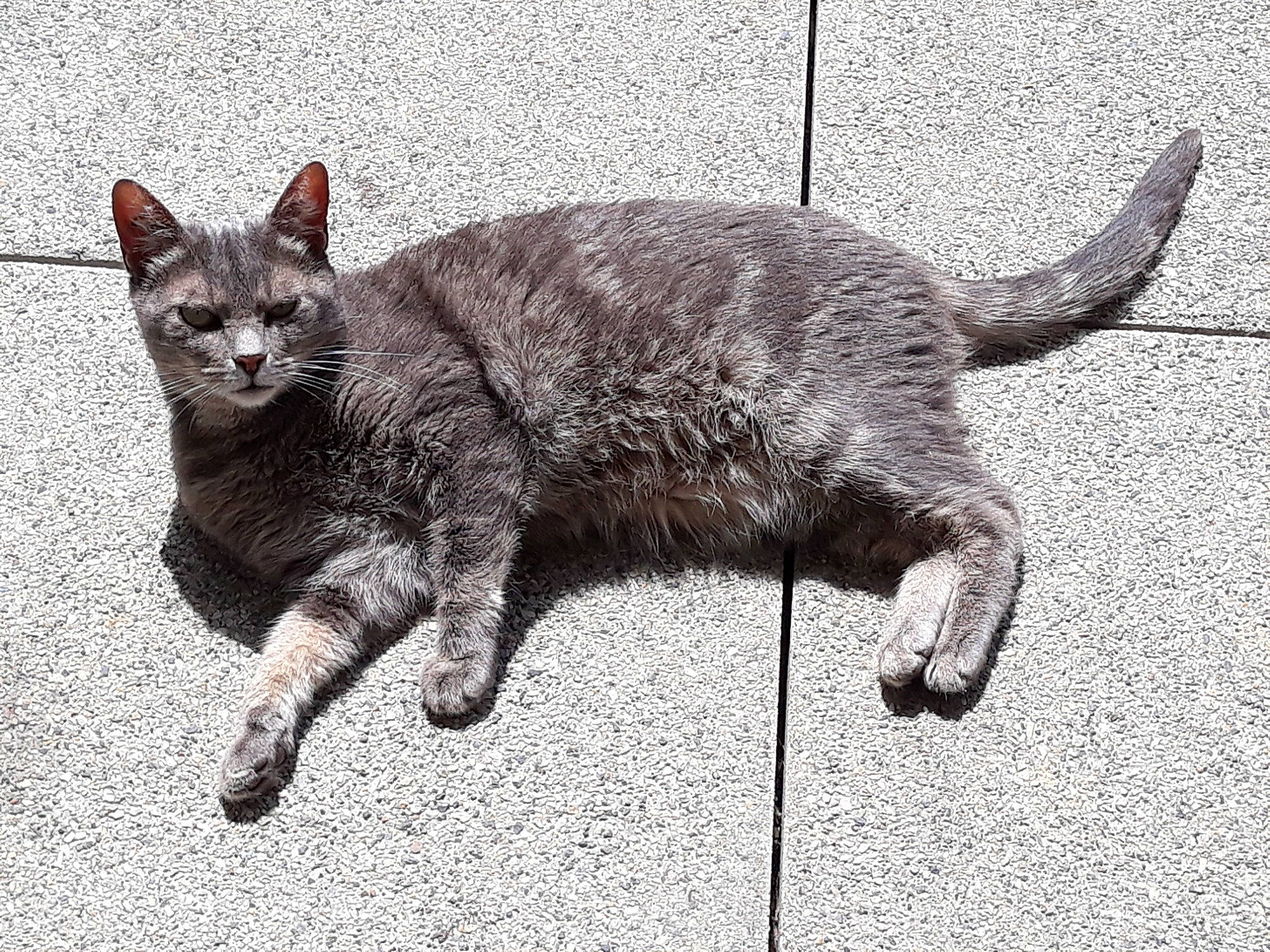 Idylle a rejoint le concours — aidez-le/la à gagner de superbes lots ! asian, british_shorthair, carnivore, cat, chartreux, claw, domestic_short_haired_cat, european_shorthair, felidae, german_rex, kitten, korat, mammal, russian_blue, small_to_medium_sized_cats, tabby_cat, tail, vertebrate, whiskers