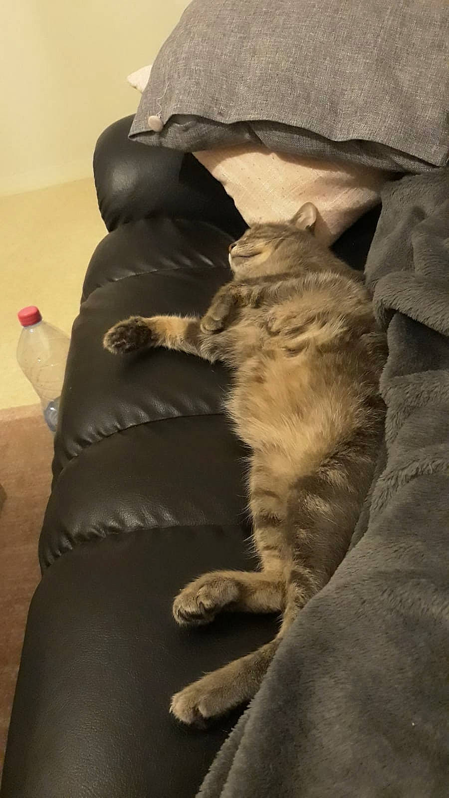 Idylle a rejoint le concours — aidez-le/la à gagner de superbes lots ! canidae, carnivore, cat, claw, comfort, dog_breed, domestic_short_haired_cat, felidae, fur, kitten, nap, paw, russian_blue, sleep, small_to_medium_sized_cats, tail, whiskers