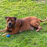 Beau is registered to the contest to win money with this photo: dog, brown_dog, grass, outdoor, pet, animal, canine, lawn, playing, ball, relaxed, lying_down, fur, ears, tail, nature, daylight, mammal, snout, watchful