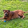 dog, brown_dog, grass, outdoor, pet, animal, canine, lawn, playing, ball, relaxed, lying_down, fur, ears, tail, nature, daylight, mammal, snout, watchful