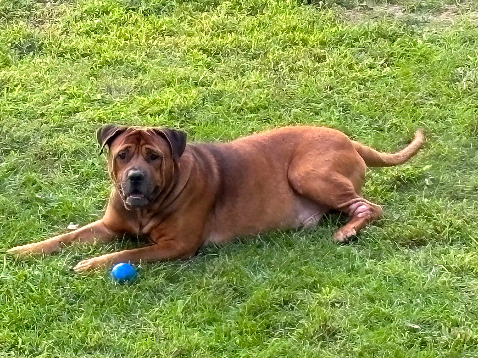Beau