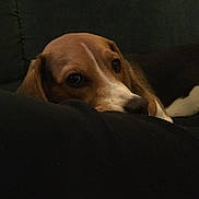 Oliver participe au concours pour gagner de l'argent avec cette photo : azawakh, beagador, beagle, canidae, carnivore, companion_dog, dog, dog_breed, ear, estonian_hound, fawn, harrier, lurcher, mammal, snout, vertebrate, whiskers