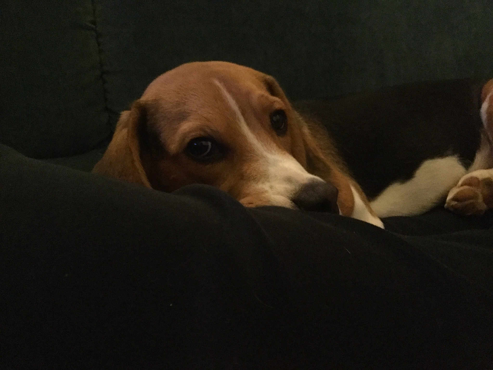 Oliver