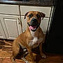 dog, brown_dog, sitting, tongue_out, happy, kitchen, hardwood_floor, cabinets, countertop, pet, indoor, portrait, front_paws, smiling, canine, white_chest, ears, nose, eyes, domestic_animal