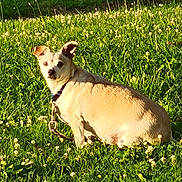 Otis joined the competition — help win amazing prizes! dog, tan_dog, collar, grass, greenery, clover, flowers, sunlight, outdoor, pet, animal, field, nature, alert, ears, sitting, daylight, cute, small_dog, leash