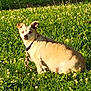 alert, animal, clover, collar, cute, daylight, dog, ears, field, flowers, grass, greenery, leash, nature, outdoor, pet, sitting, small_dog, sunlight, tan_dog