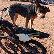 Misty is registered to the contest to win money with this photo: dog, motorcycle, dirt_bike, suzuki, motorcycle_seat, outdoor, dirt, trailer, trees, shadow, wheel, paw, collar, tongue, standing, vehicle, desert, handlebars, rear_wheel, sky