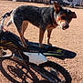 dog, motorcycle, dirt_bike, suzuki, motorcycle_seat, outdoor, dirt, trailer, trees, shadow, wheel, paw, collar, tongue, standing, vehicle, desert, handlebars, rear_wheel, sky