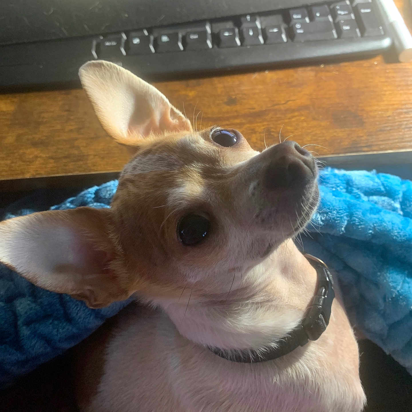 Monkey is registered to the contest to win money with this photo: animal, black_collar, blanket, blue_blanket, chihuahua, closeup, collar, companion, cute, dog, domestic_animal, ears, fur, indoor, keyboard, looking_up, pet, small_dog, whiskers, wooden_desk