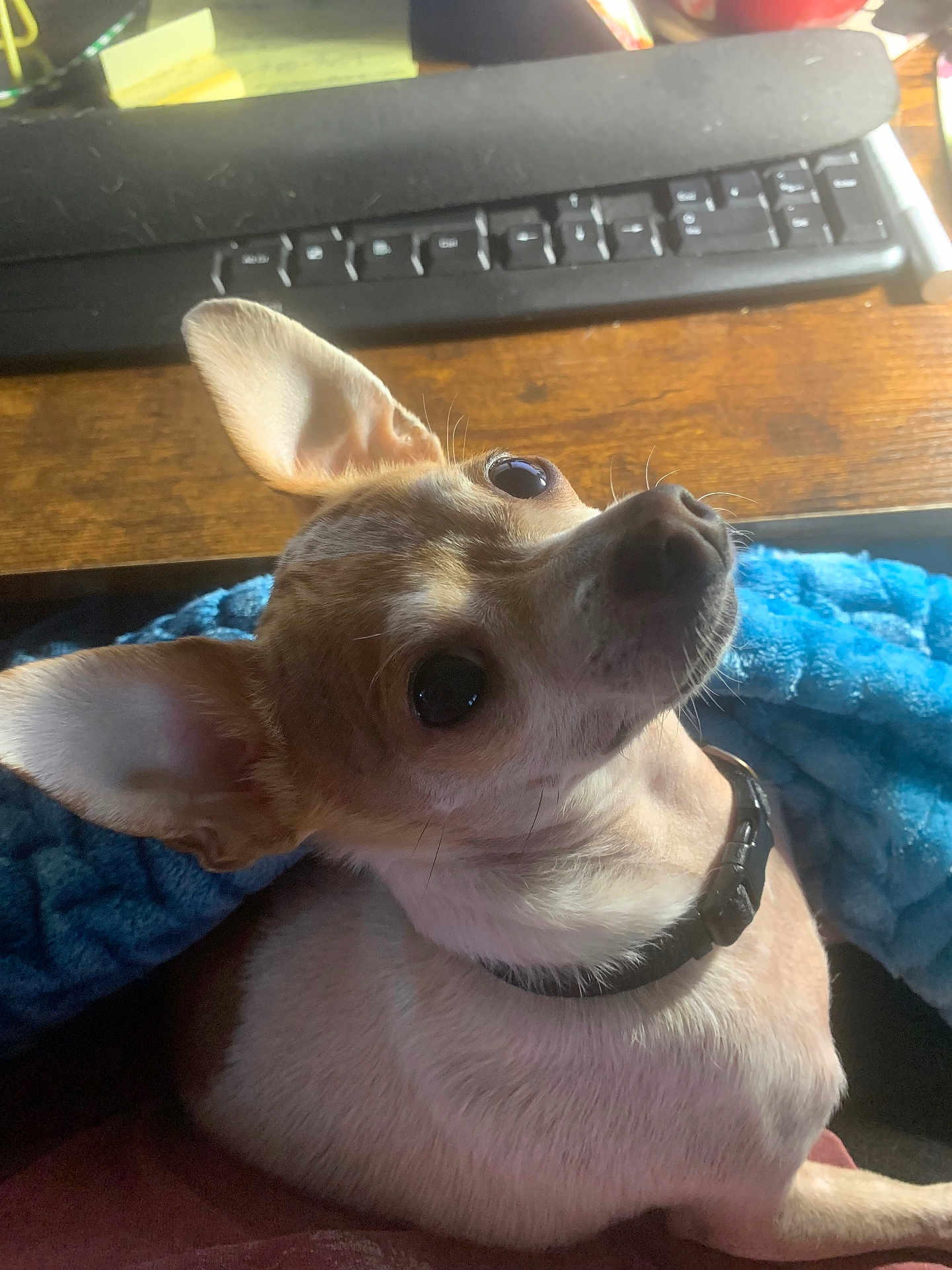 Monkey