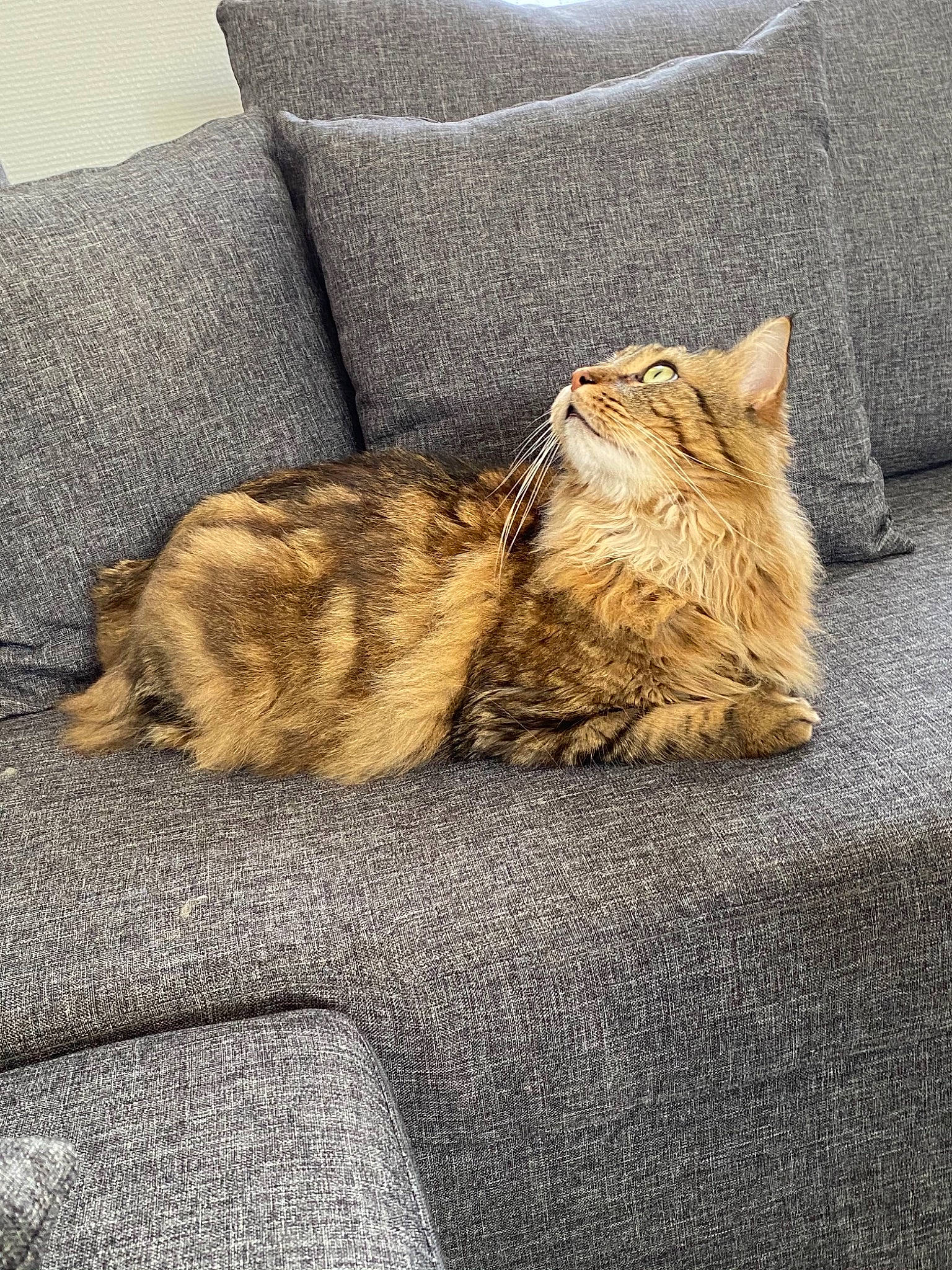 Mouss a rejoint le concours — aidez-le/la à gagner de superbes lots ! carnivore, cat, domestic_short_haired_cat, dragon_li, european_shorthair, fawn, felidae, floor, flooring, fur, kitten, sleep, small_to_medium_sized_cats, tabby_cat, tail, whiskers