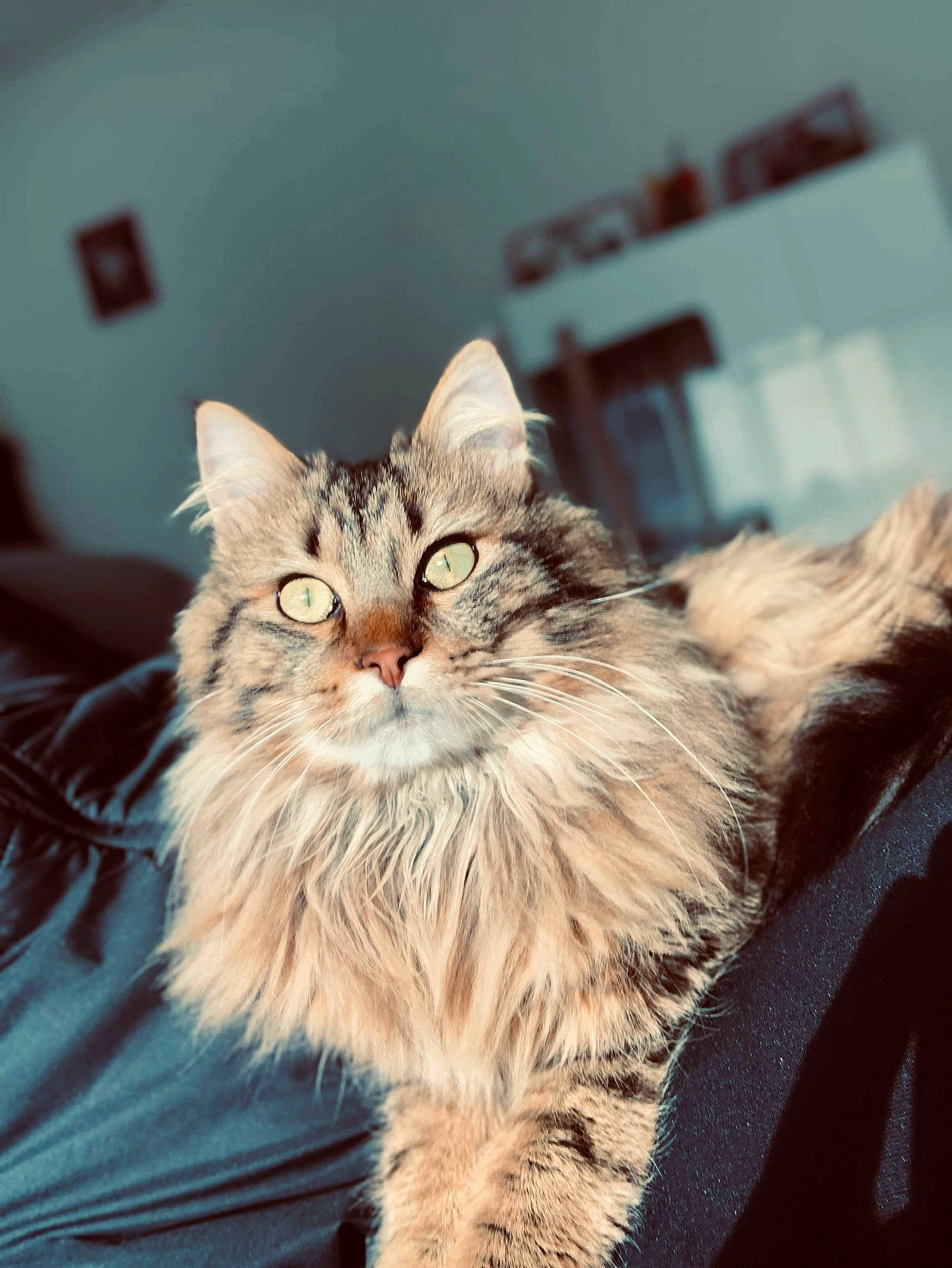 Mouss a rejoint le concours — aidez-le/la à gagner de superbes lots ! asian, asian_semi_longhair, british_semi_longhair, carnivore, cat, domestic_long_haired_cat, eye, felidae, fur, kitten, maine_coon, mammal, norwegian_forest_cat, ragamuffin, siberian, small_to_medium_sized_cats, tabby_cat, vertebrate, whiskers, wild_cat