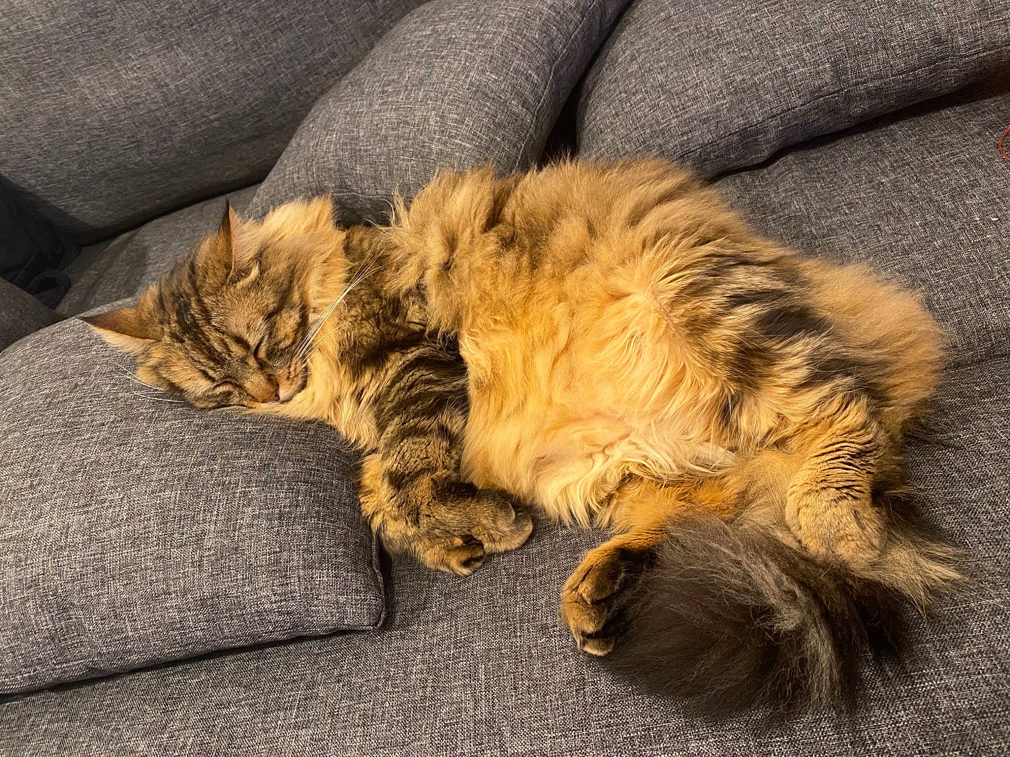 Mouss participe au concours pour gagner de l'argent avec cette photo : carnivore, cat, claw, domestic_long_haired_cat, european_shorthair, felidae, fur, kitten, maine_coon, nap, norwegian_forest_cat, paw, pixie_bob, sleep, small_to_medium_sized_cats, tabby_cat, whiskers