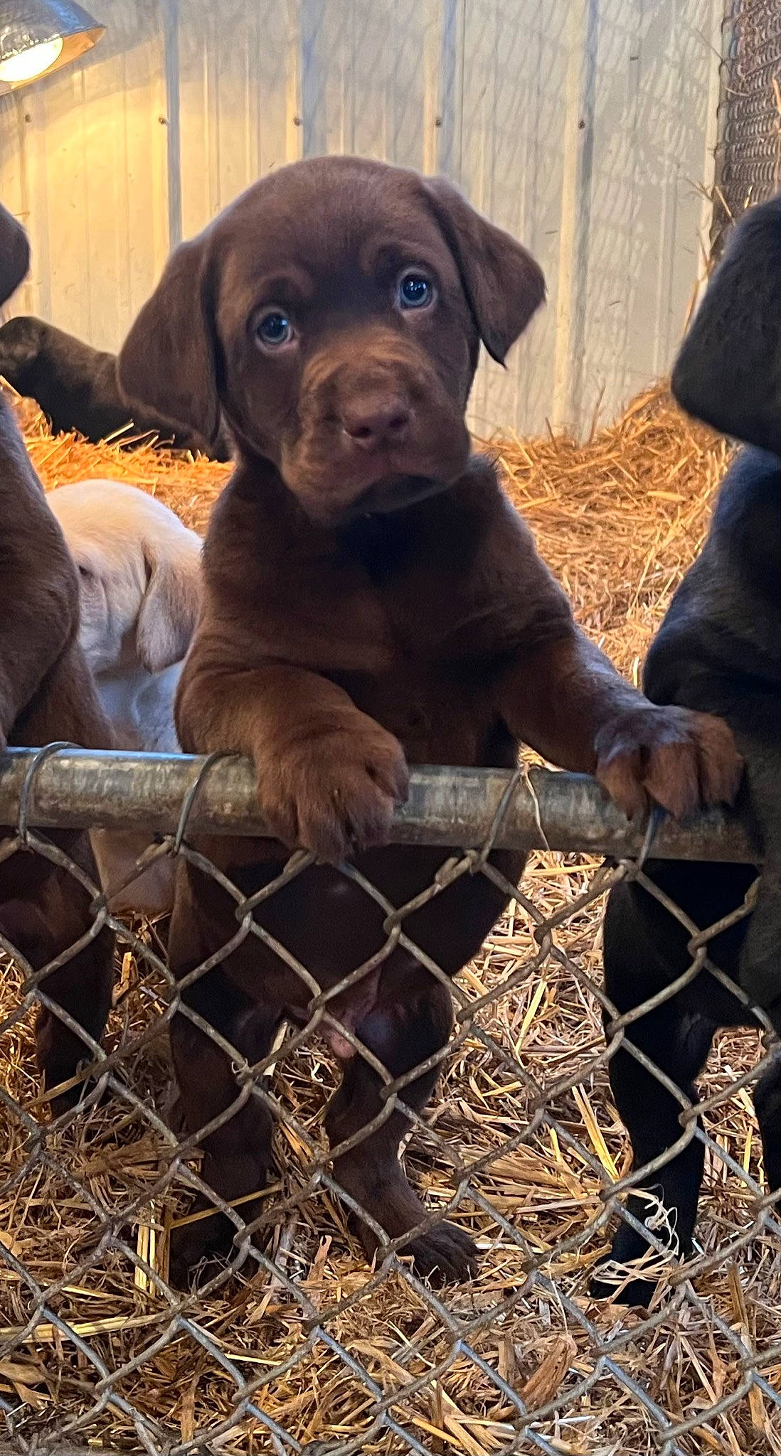 Choco joined the competition — help win amazing prizes! borador, canidae, carnivore, companion_dog, dog, dog_breed, fawn, fence, fur, gun_dog, hunting_dog, landscape, liver, pet_supply, snout, soil, sporting_group, terrestrial_animal, working_animal