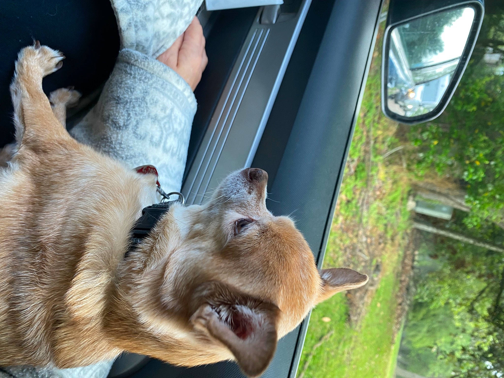 Copper joined the competition — help win amazing prizes! automotive_exterior, automotive_lighting, automotive_mirror, automotive_parking_light, automotive_tail_brake_light, carnivore, fawn, felidae, mammal, motor_vehicle, plant, rear_view_mirror, snout, terrestrial_animal, tree, vehicle, vehicle_door, whiskers, windshield, working_animal