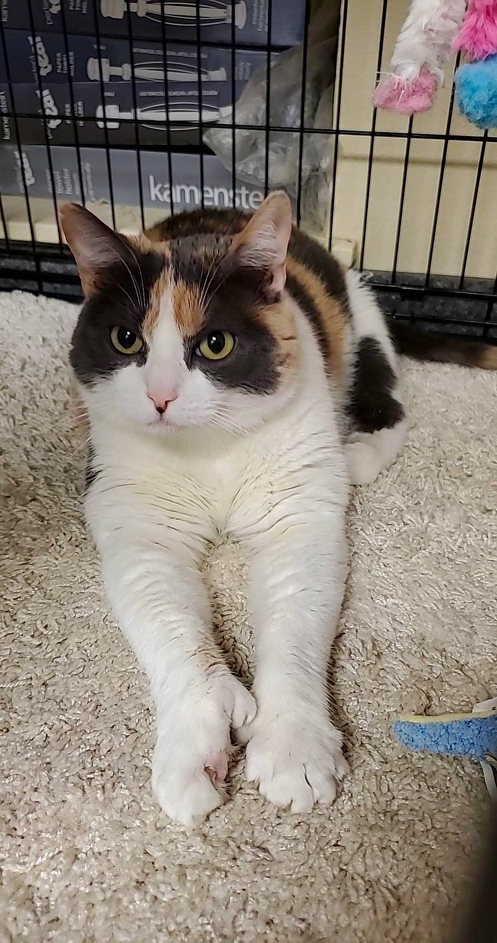 Kimmie is registered to the contest to win money with this photo: carnivore, cat, claw, domestic_short_haired_cat, eye, felidae, fence, foot, fur, human_leg, paw, sitting, small_to_medium_sized_cats, snout, tail, terrestrial_animal, toe, whiskers