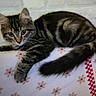 cat, kitten, tabby, feline, animal, pet, fur, striped_fur, green_eyes, whiskers, ears, tail, paws, lying_down, relaxed, bed, blanket, floral_pattern, brick_wall, indoor