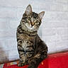 cat, kitten, tabby, fluffy, fur, whiskers, ears, eyes, sitting, portrait, indoor, brick_wall, red_blanket, tail, cute, pet, animal, front_view, head_tilt, domestic_cat