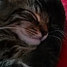 cat, tabby, sleeping, resting, curled_up, close_up, whiskers, muzzle, nose, fur, striped_fur, gray_cat, black_cat, pink_nose, cozy, blanket, indoor, pet, portrait, nap