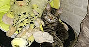 Mahrous a rejoint le concours — aidez-le/la à gagner de superbes lots ! cat, kitten, tabby, sleeping, stuffed_animals, plush_toys, dog_toys, chair, green_chair, indoor, living_room, brick_wall, furniture, cushion, seated, relaxed, pet, whiskers, striped_fur, flash_photography