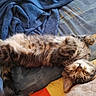 cat, kitten, fluffy, tabby, brown, white, lying_down, belly_up, sleeping, relaxed, paws, whiskers, closed_eyes, pet, animal, bed, blanket, bedding, indoors, cozy