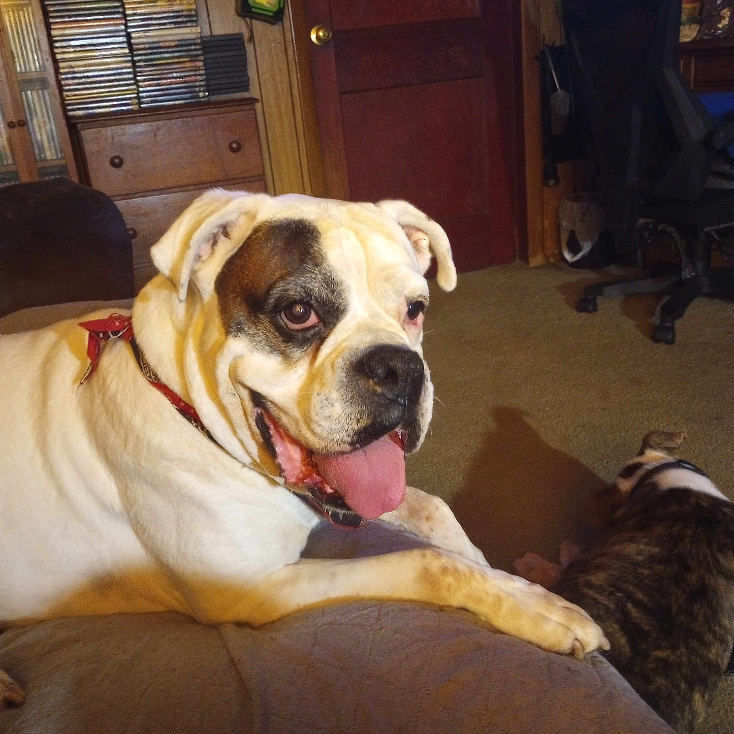 Spot is registered to the contest to win money with this photo: animal, carpet, chair, companion, couch, dog, domestic, door, drawer, fan, furniture, household, indoor, living_room, pet, relaxed, shelf, sitting, tongue_out, wood_paneling