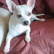 Cream is registered to the contest to win money with this photo: dog, small_dog, white_dog, pet, ears, animal, canine, indoor, resting, lying_down, fur, paw, nose, eyes, face, looking, texture, fabric, couch, home