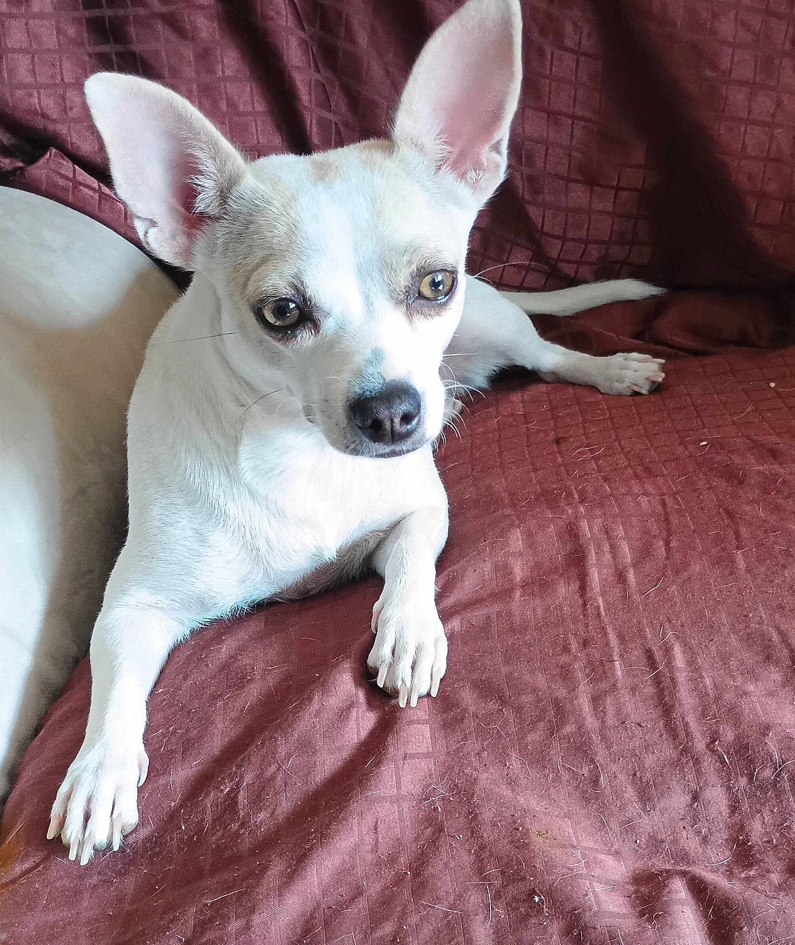 Cream is registered to the contest to win money with this photo: dog, small_dog, white_dog, pet, ears, animal, canine, indoor, resting, lying_down, fur, paw, nose, eyes, face, looking, texture, fabric, couch, home