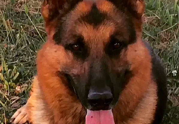 Idano a rejoint le concours — aidez-le/la à gagner de superbes lots ! belgian_shepherd_malinois, brown, canidae, carnivore, dog, dog_breed, fawn, german_shepherd_dog, grass, grass_family, guard_dog, herding_dog, king_shepherd, old_german_shepherd_dog, photograph, skin, snout, wildlife, working_animal, working_dog