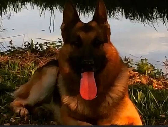 Idano participe au concours pour gagner de l'argent avec cette photo : amber, black, brown, canidae, carnivore, dog, dog_breed, facial_expression, fawn, grass_family, morning, muscle, nature, photograph, photography, snapshot, snout, sunlight, tan, tongue