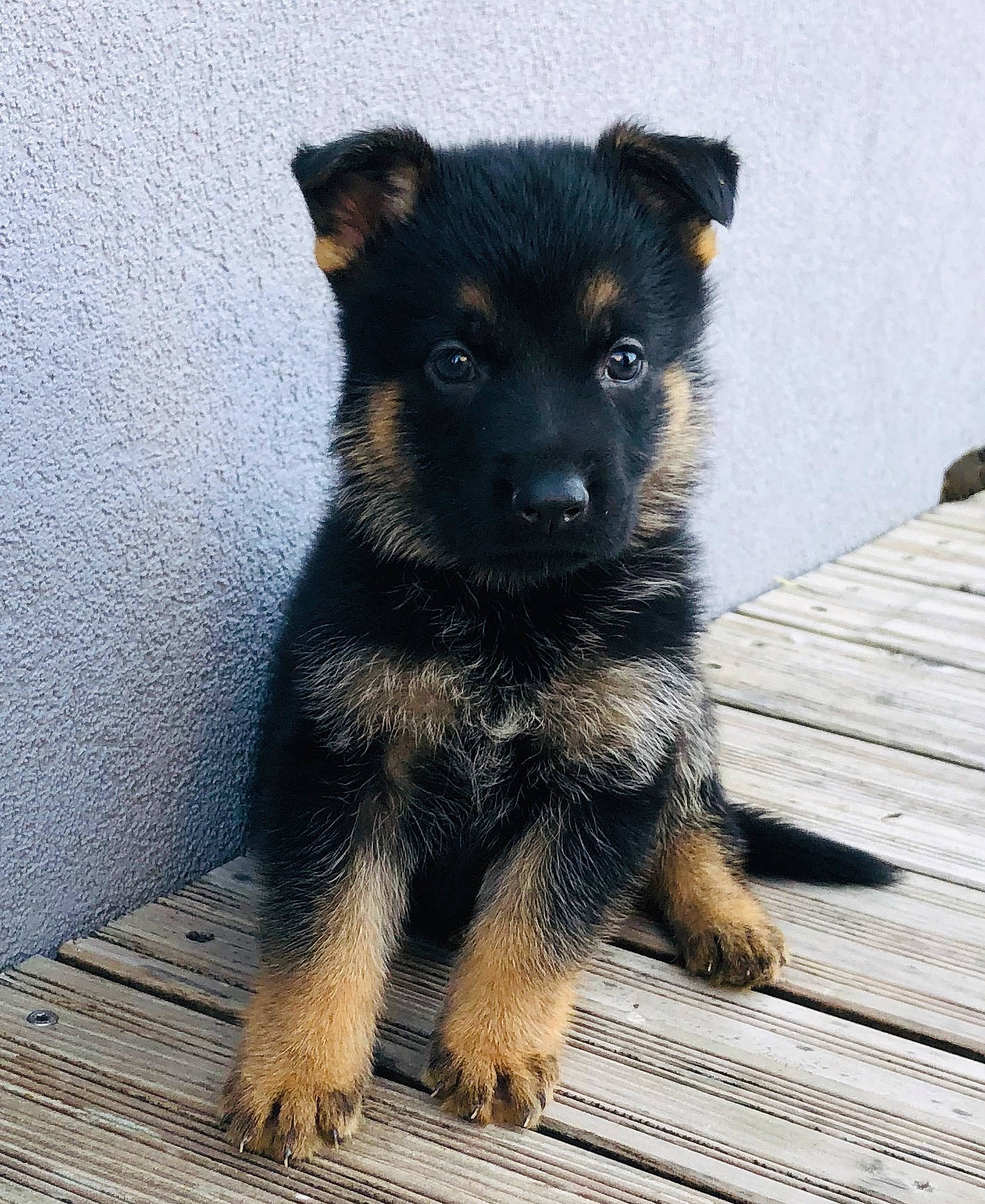 Ruby a rejoint le concours — aidez-le/la à gagner de superbes lots ! black_and_tan_terrier, brown, canidae, carnivore, companion_dog, dog, dog_breed, floor, flooring, fur, guard_dog, hardwood, puppy, snout, sporting_group, vertebrate, whiskers, wood, wood_flooring, working_animal